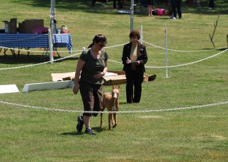 2012_04_28_Kahla_Nov_Heel_off_leash2