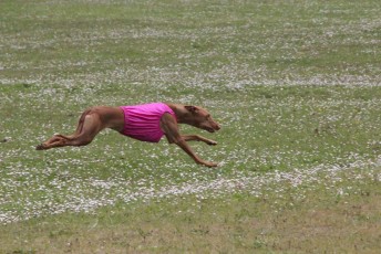 IMG_0822