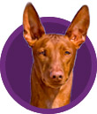The Pharaoh Hound Breed