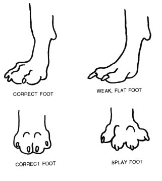 feet
