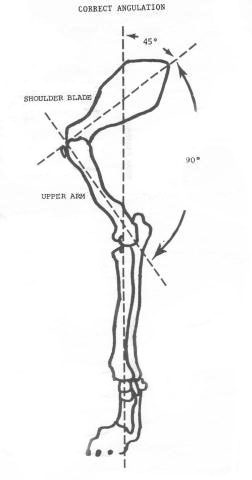 front angulation