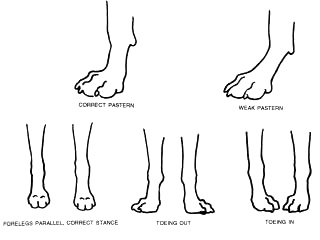 Forelegs