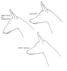head planes