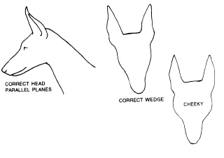 head shape