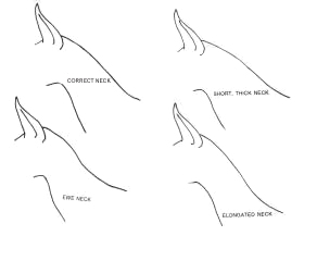 Neck