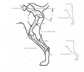 rear angulation