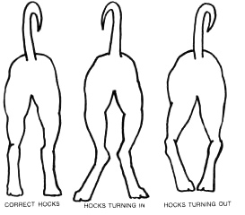 hocks