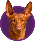 Pharaoh Hound Breed