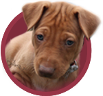 Pharaoh Hound Breed