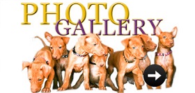 PHCA Photo Gallery